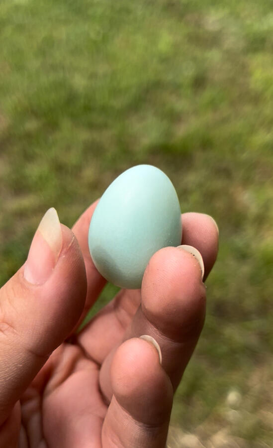 First egg laid