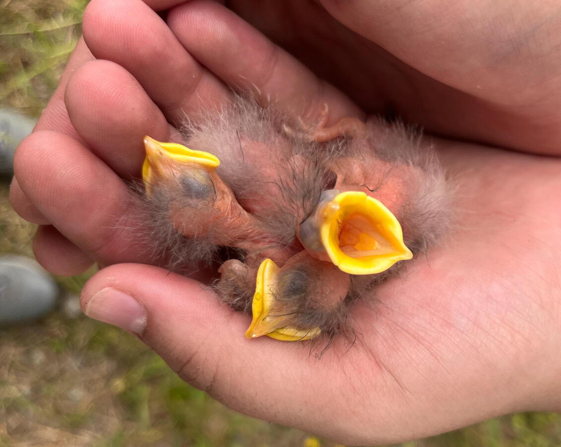 Nestlings at 6 days post-hatch